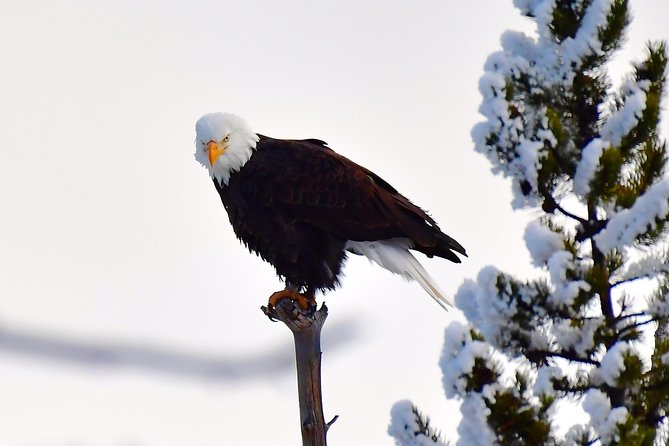 Private Yellowstone Winter Wolf Watching and Wildlife Safari - Additional Tour Information