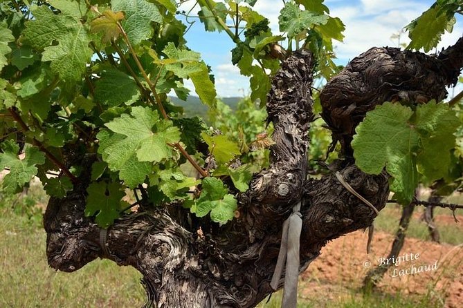 Provence Private Full Day Wine Tour With Wine Tasting - Connecting With Passionate Local Vintners