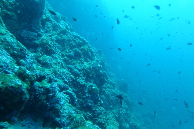 Pula Boat Trip With Snorkeling - Accessibility Details