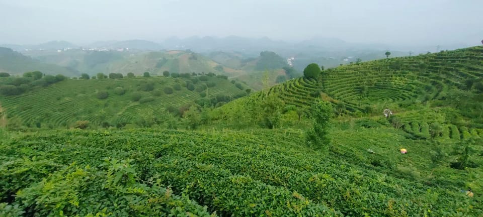 Qixianfeng Tea Plantation Tour in Yangshuo - Booking Information