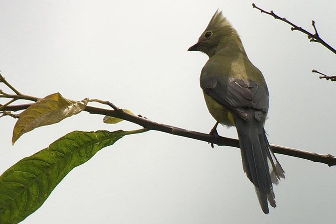 Quetzal Birdwatching Experience at San Gerardo De Dota Group Tour. - Included Meals and Refreshments