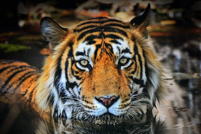 Ranthambore Tiger Safari Tour From Delhi With All Meals - Booking Information