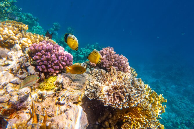 Ras Mohammed Full Day Sea Trip With Lunch by Boat Sharm El-Sheikh - Exploring Ras Mohammed National Park