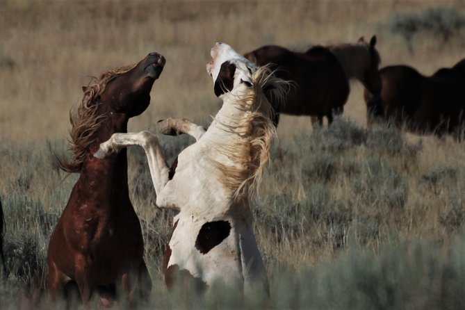 Red Canyon Wild Mustang Van or Bus Tours For Large Groups 5 PM - Vehicle Comfort and Conditions