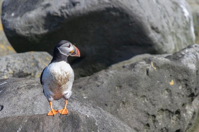 Reykjavik Shore Excursion: Puffin Sightseeing Cruise - Puffin Sightings