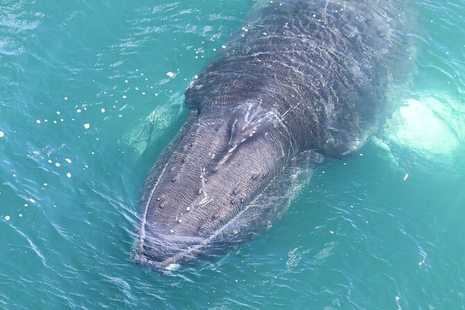 Reykjavik Whales & White Water Rafting Adventure - Included Amenities and Gear