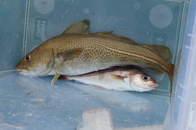 Reykjaviks Finest Catch: Guided Sea Angling Tour for All Levels - Meeting and Departure Information