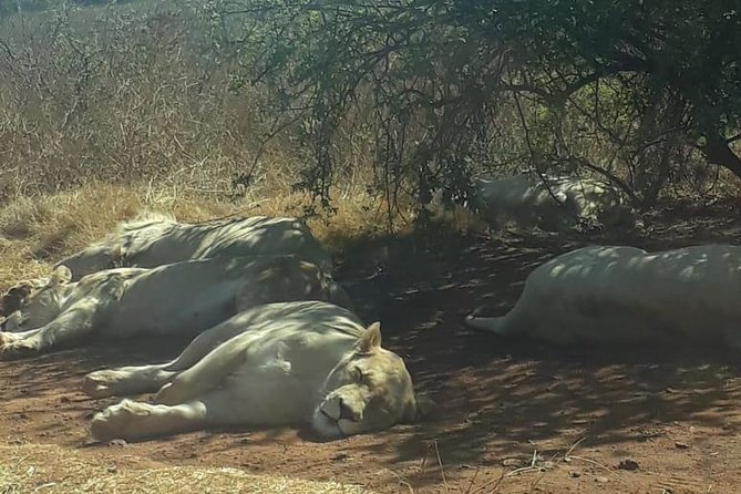 Rhino & Lion Nature Reserve - Participation Requirements