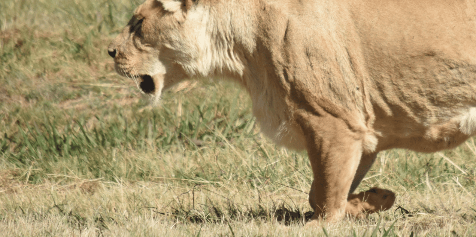 Rhino & Lion Park: Exciting and Fun Private Tour - Frequently Asked Questions