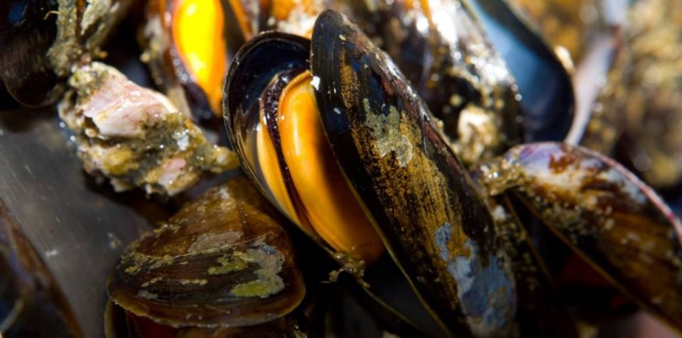 Ría De Arousa: Boat Ride to Mussel Farm With Tasting - Frequently Asked Questions