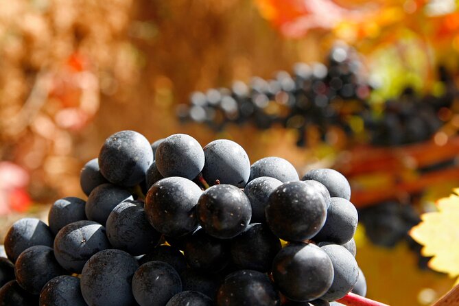 Rioja Wine Region With Visit to Winery & Vitoria-Gasreiz - Exploring Riojas Sub-Regions