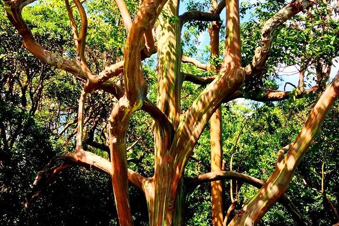 Road to Hana Private Jungle Tour With Lahaina Side Pick up - Activities Along the Route