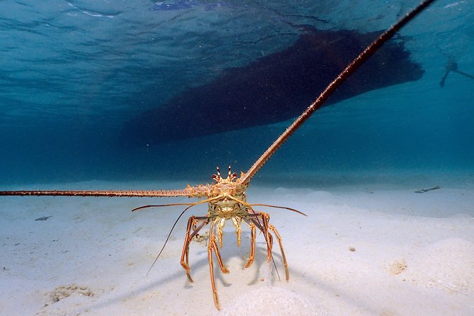 Roatan Shore Excursion - the All in One Roatan Adventure - Important Considerations Before Booking