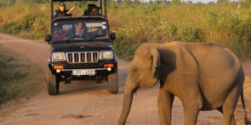 Safari Adventure:Udawalawe National Park Half-Day Expedition - Booking Information