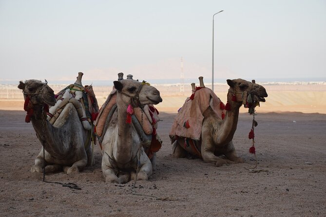 Safari Quad Bike Adventure, Camel, Show, Dinner & Stargazing - Additional Package Options