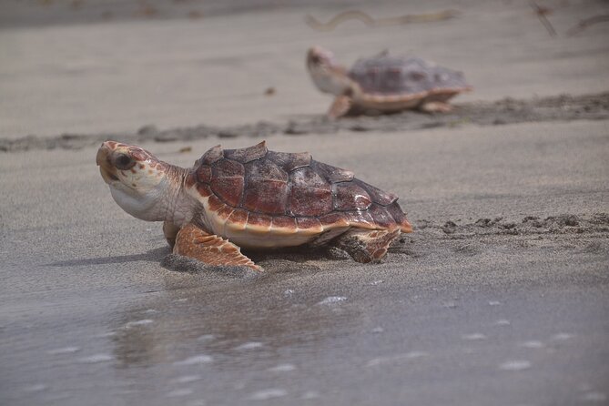 Sal Island: Sea Turtle Experience From Santa Maria - Guest Experiences and Feedback