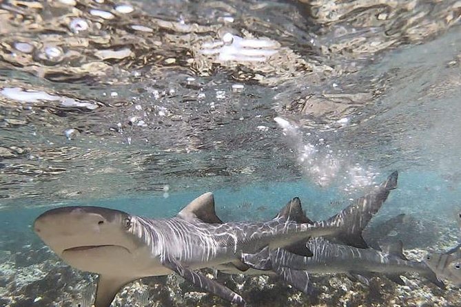 Sal Island: Shark Bay Shark Watching Experience From Santa Maria - Highlights From Feedback