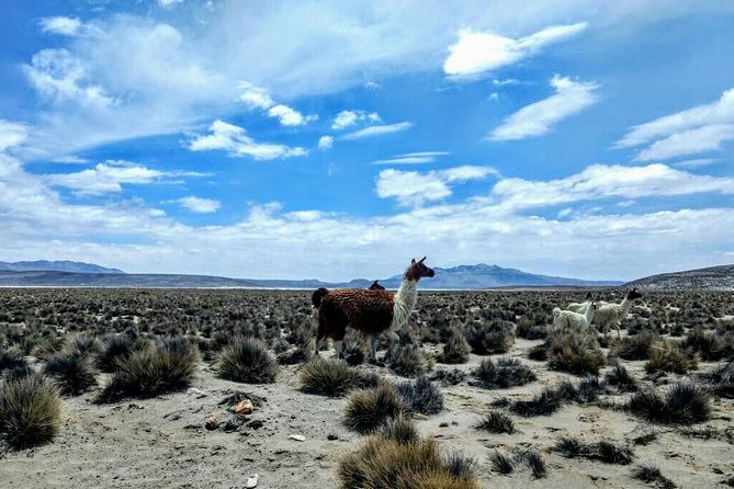 Salinas Salt Lagoon Private Tour - Day Trip From Arequipa - Inclusions and Exclusions