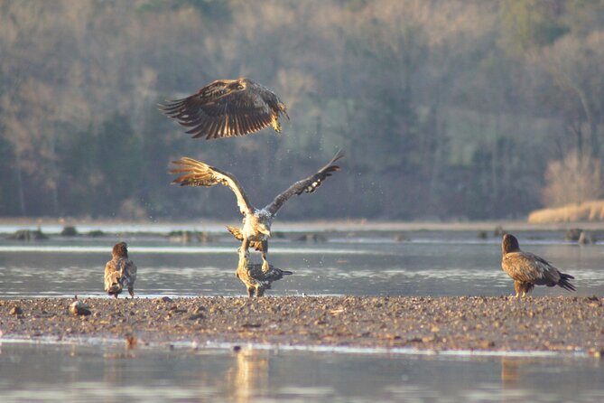 Sandhill Crane Kayak Tour With Chattanooga Guided Adventures - Accessibility and Participation