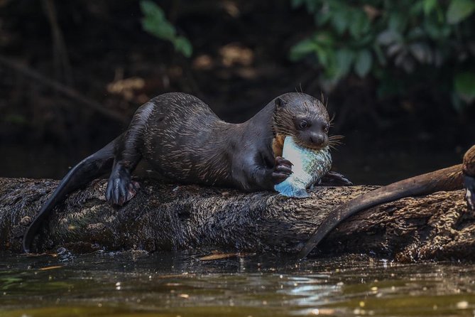 Sandoval Lake and Tambopata National Reserve - Wildlife and Nature