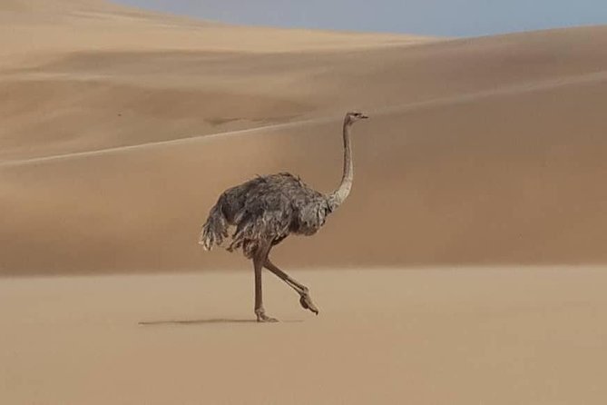 Sandwich Harbour 4x4 Guided Tours.Join Us for an Awe Inspiring Adventure. - Wildlife and Natural Beauty