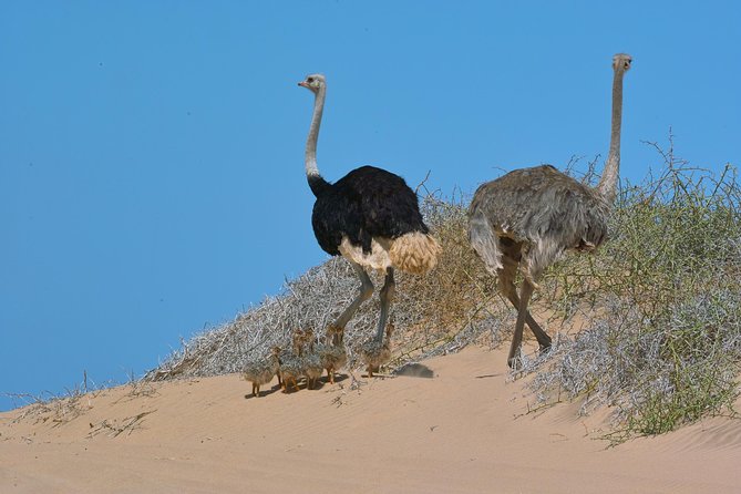 Sandwich Harbour Half-Day 4x4 Tour (5 Hours) From Walvis Bay - Tour Requirements