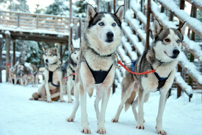 Santa Claus Village Guided Tour & Arctic Animals Adventure - Provided Winter Attire