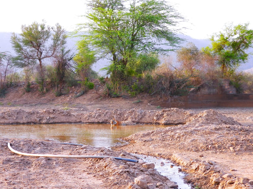 Sariska : Private Guided Tiger Safari in Gypsy - Tips for a Successful Safari