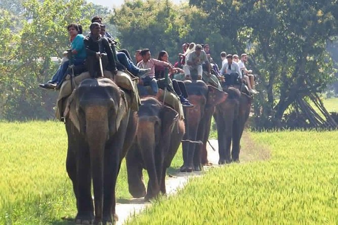 Sariska Tiger Reserve Safari Tour From Jaipur - Booking Information
