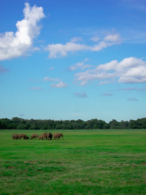 Scenic Sri Lanka 4-Day Tour - Important Information