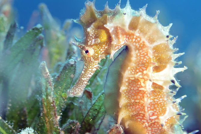 Scuba Diving for Certified Divers - Amenities on Board
