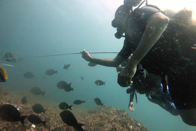 Scuba Diving in Mirissa - Pricing and Booking Details