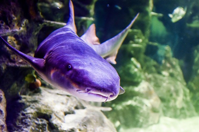 SEA LIFE Brighton Admission Ticket - Visitor Reviews and Ratings