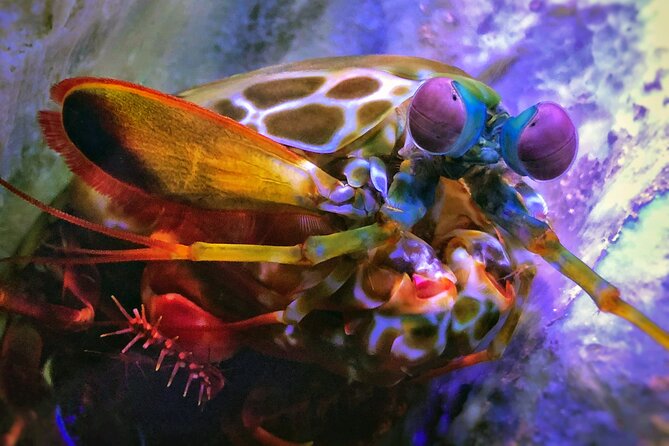 SEA LIFE Michigan Aquarium Admission Ticket - Conservation Efforts
