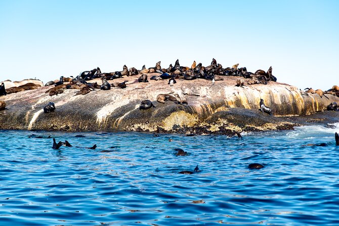 Seal Snorkeling Experience in Cape Town - Safety Measures