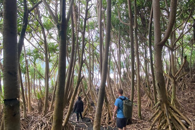 Secret Jungle Tide Pool - Short Hike - Private - Participant Experiences and Feedback