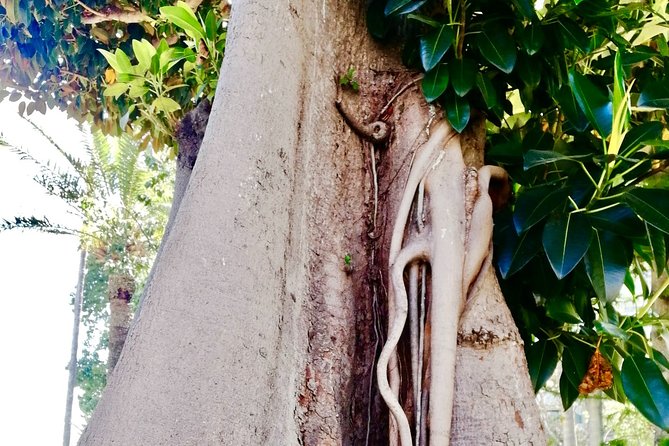 Secret Monaco : Hidden Gems, Art & Monumental Trees - Accessibility and Language Support