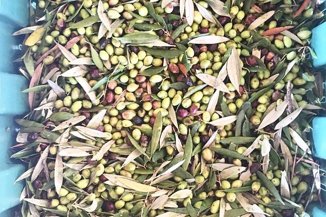 Semi Private Wine and Olive Oil Tour (Transfer & Lunch Incl.) - About the Olive Oil Mill