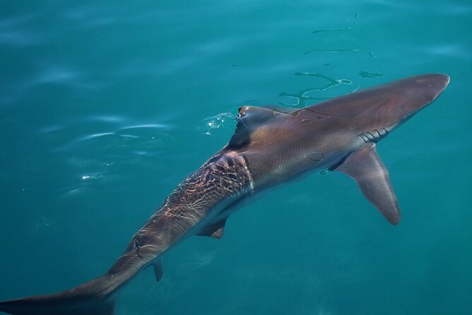 Shark Cage Diving and Viewing With Transport From Cape Town - Pricing Information