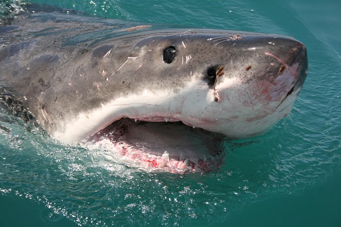 Shark Cage Diving & Viewing Tours in Gansbaai - Additional Tips for Visitors