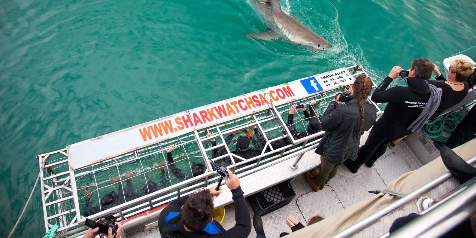 Shark Cage Diving With Transport From Cape Town - What to Expect