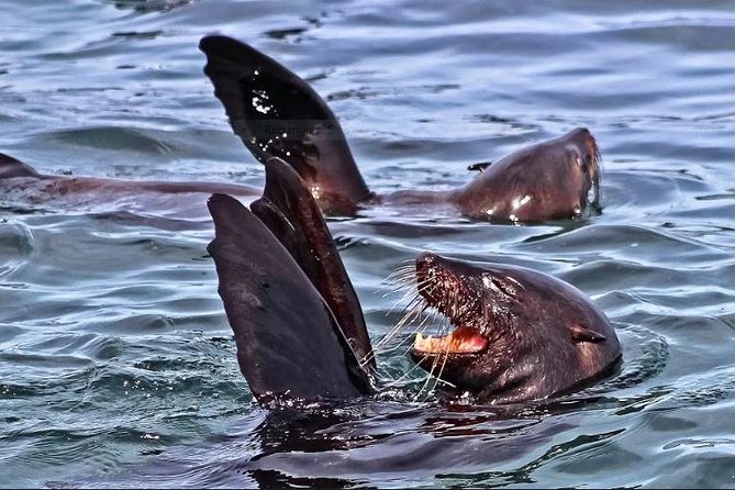 Shark Diving Full Day Guided Return Transfer to Gansbaai From Cape Town - Gansbaai Exploration