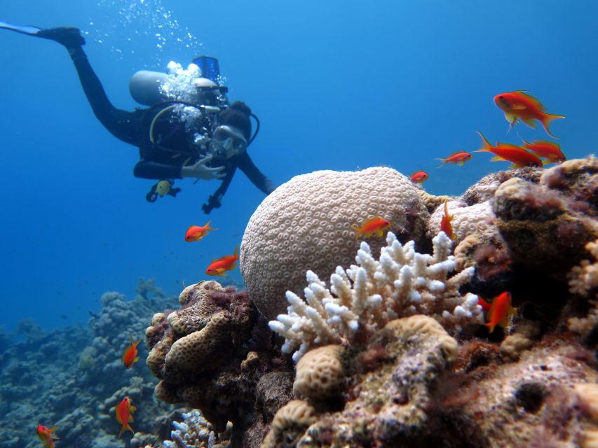 Sharm El Sheikh: Ras Mohamed, White Island, Snorkel & Diving - Instructors and Safety Measures