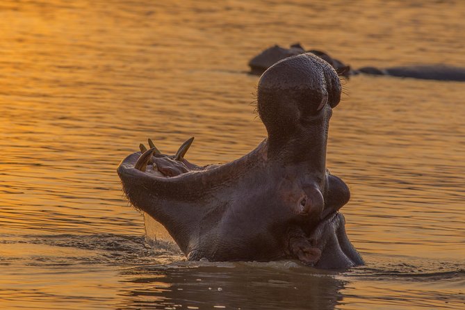 Shoreline Hippo and Crocodile Boat Cruises, Isimangaliso Wetland Park - Reviews and Visitor Feedback