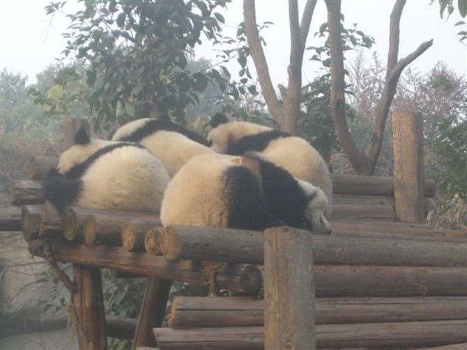 Sichuan: Big Panda Volunteer Day Tour - Customer Ratings