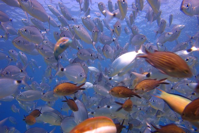 Side: Scuba Diving Under Water Museum - Highlights of the Dive Sites