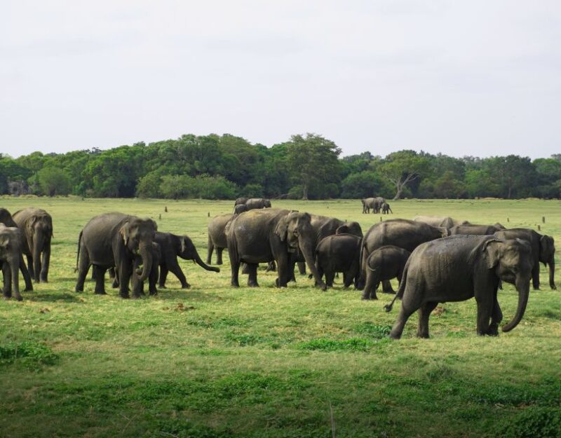 Sigiriya Lion Rock & Evening Safari Full Day Private Tour - Lunch Break