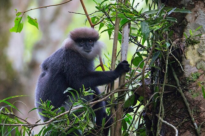 Sinharaja Trekking Trip From Bentota/Kalutara/Hikkaduwa/Galle - Pricing and Booking Information