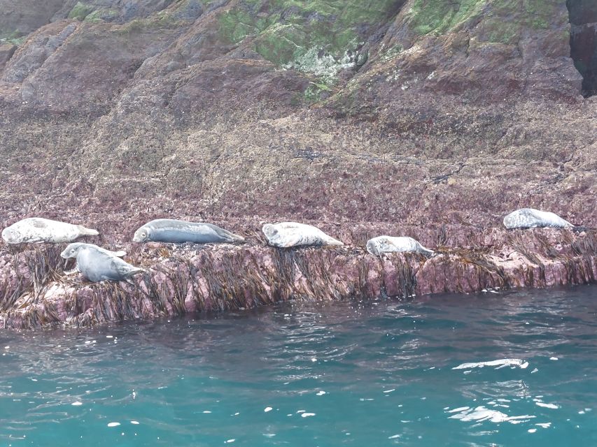 Skellig Michael: The Ultimate Skellig Coast Tour - Restrictions and Limitations