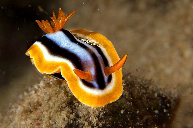 Small-Group Introductory Scuba Diving in Pula - Booking Confirmation and Cancellation